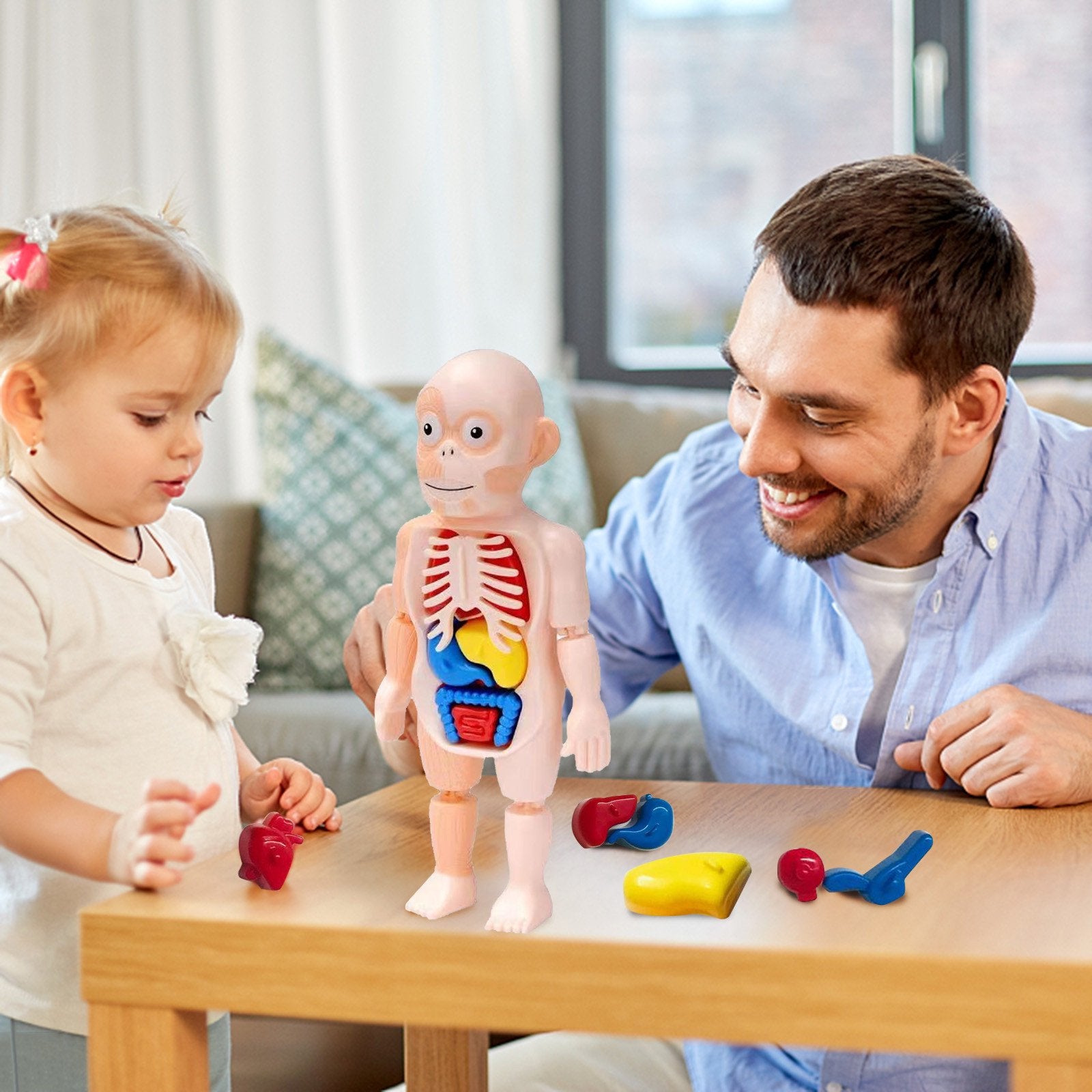 Human Organ Model Toys - BUY 2 FREE SHIPPING